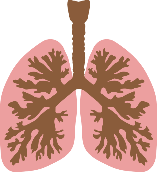 Lungs And Bronchus Clip Art At Clker - Lungs Clip Art (546x596)
