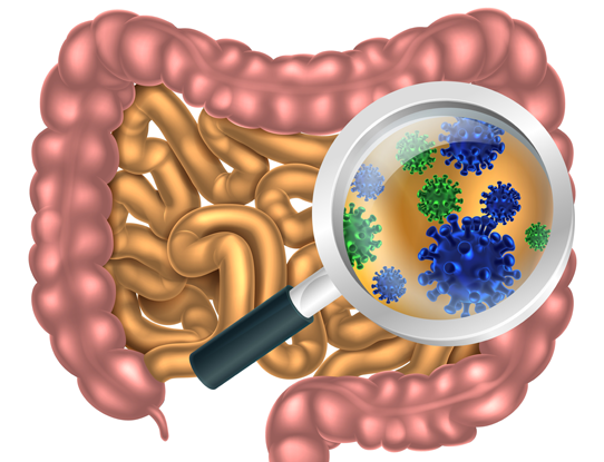 Graphic Image Depicting Gut Bacteria - All Disease Begins In The Gut By Hippocrates (1000x414)