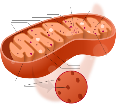 Mitochondria - Cytoplasm In The Mitochondria (500x350)