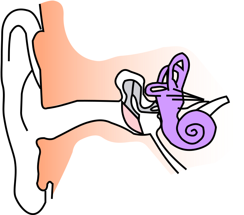Ear Anatomy Notext Small - Sound Notes Class 8 (1200x1056)