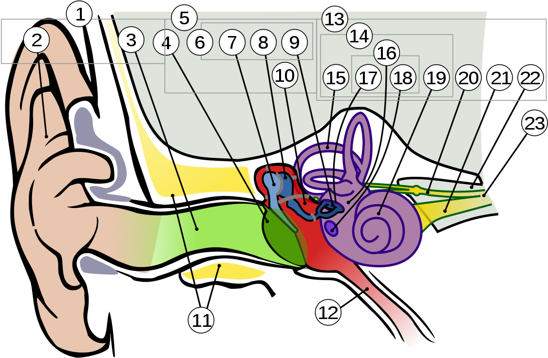 Anatomy Of The Human Ear 1 Intl - Hearing And Balance Diagram (1024x669)