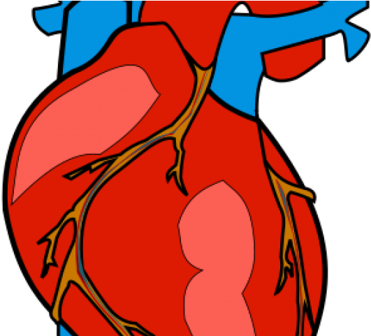 Human Heart Clipart - Human Heart Clipart (640x480)