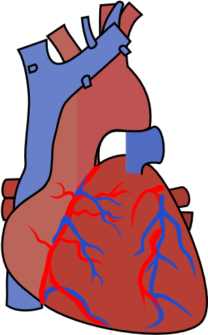 Heart Diagram Vein Clip Art - Vein Clipart (354x596)