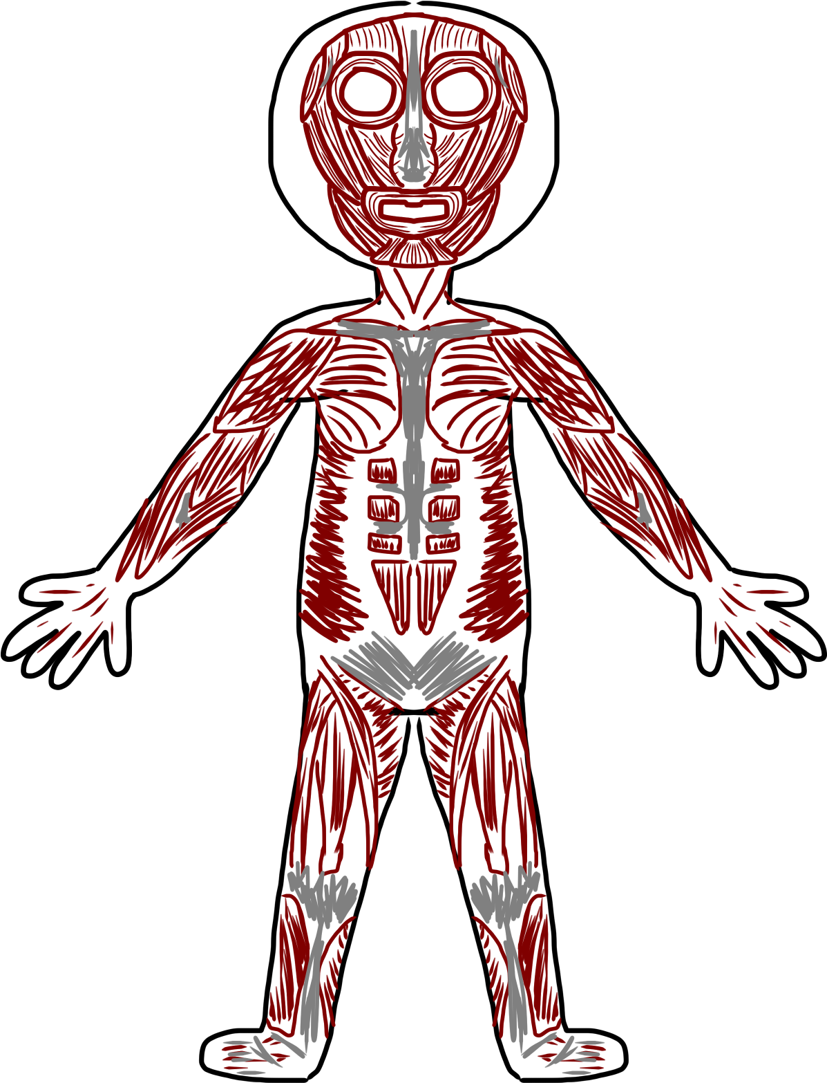 Anatomy Clipart Transparent - Body Systems Clipart (1200x1600)