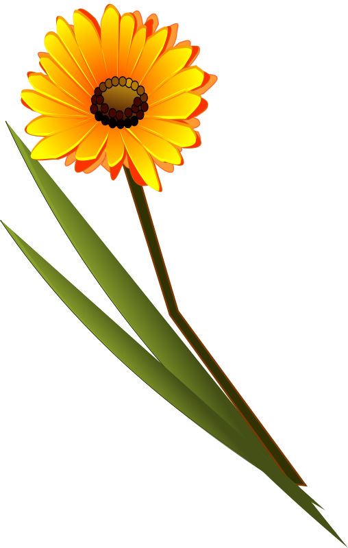 Free Flowers Gerbera - Single Flower Images Png (508x800)