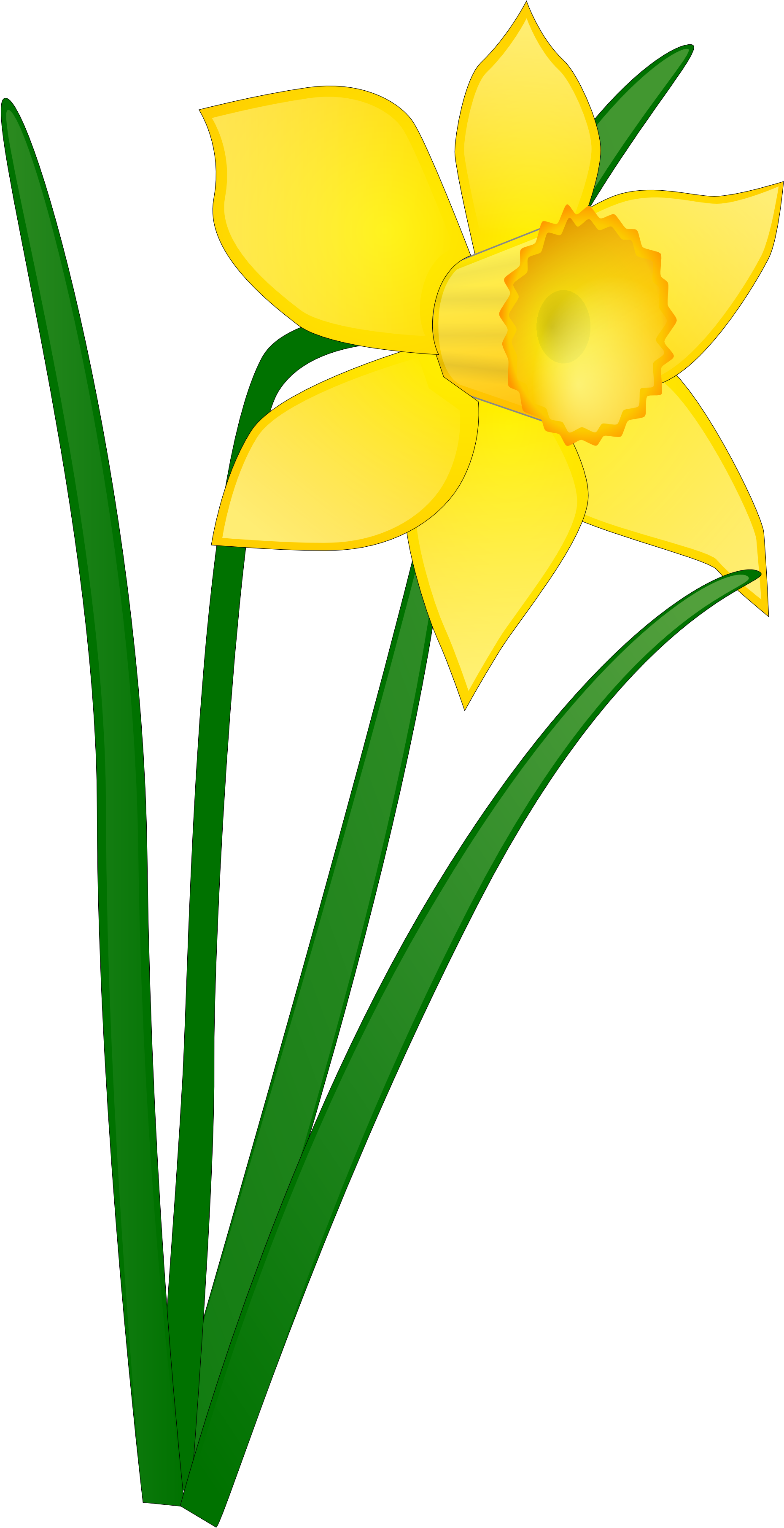 Daffodil Flower Clip Art Clipart Panda Free Clipart - Daffodil Clip Art (1969x3684)