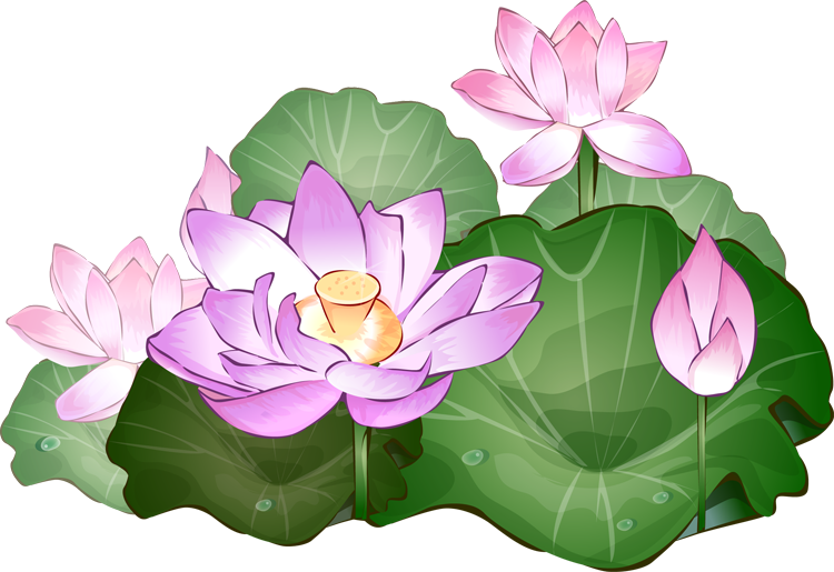 Lotus Flower Clipart - Lotus Flower Clipart Png (750x515)