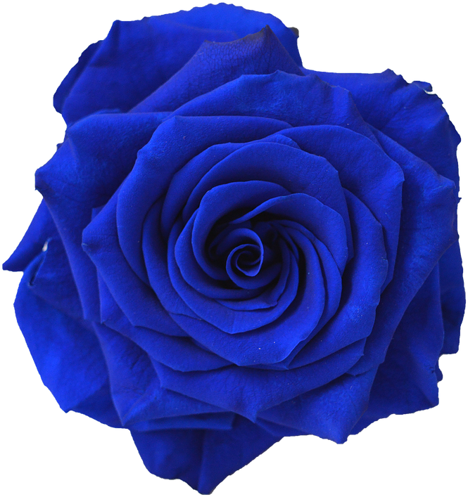 Blue Rose Flower Navy Blue Clip Art - Blue Rose Flower Navy Blue Clip Art (738x738)