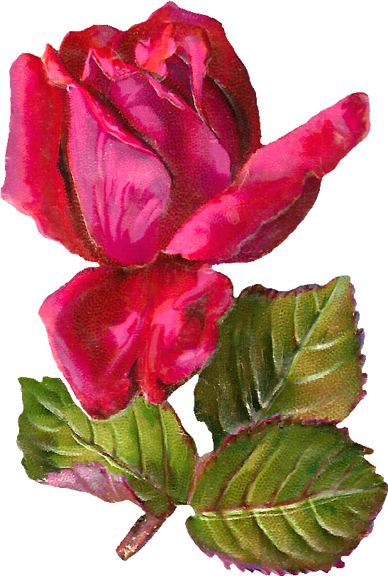 Pink Rose Clipart Dozen Rose - Antiqueimages Blogspot Com Rose (775x987)