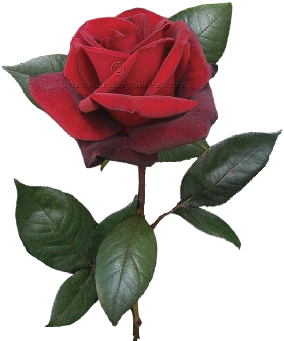 Red Rose Clipart Real - Red Rose With Stem (578x700)