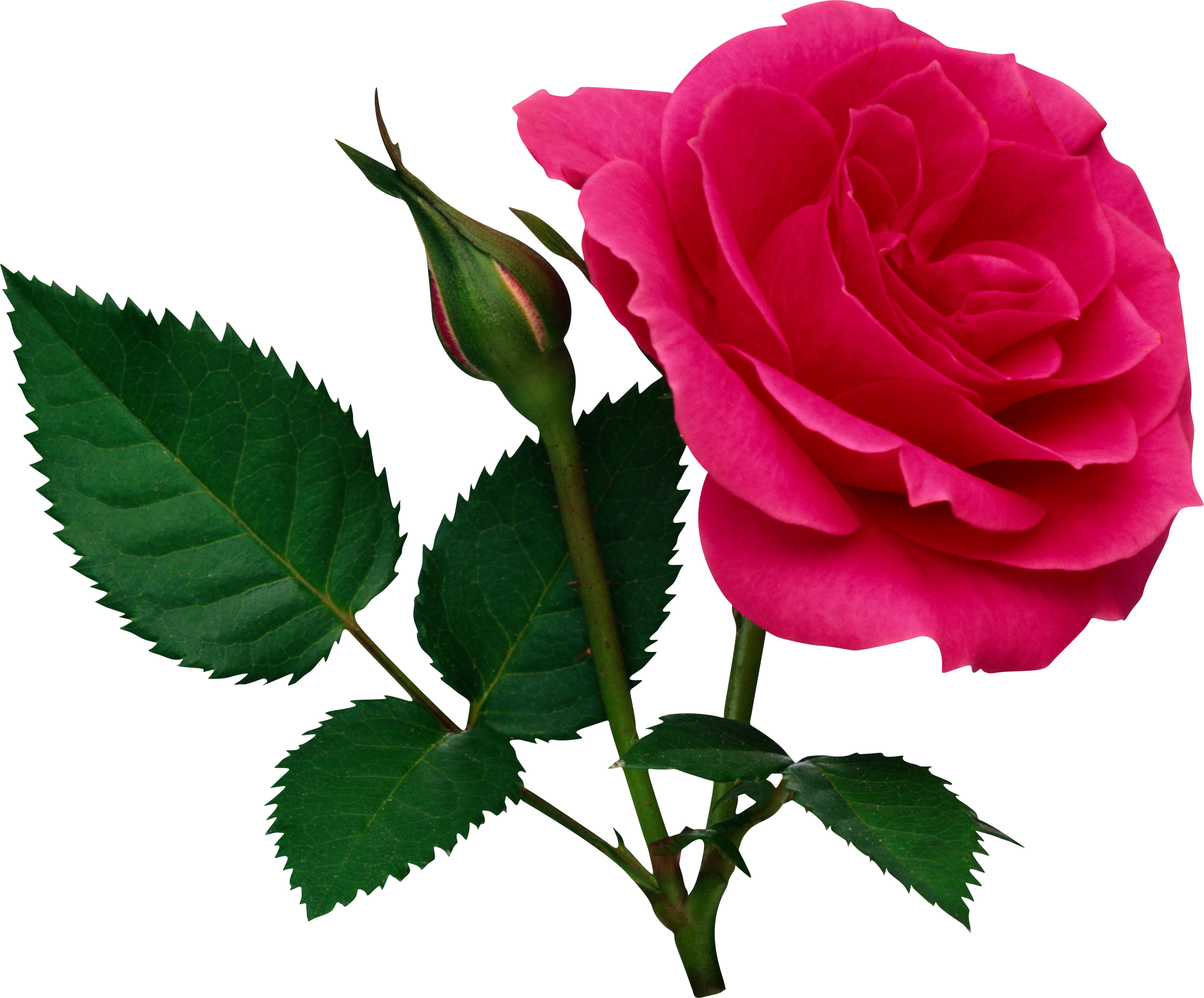 Pink Large Rose And Rose Bud Png Clipart - Rose Png File (2602x2157)