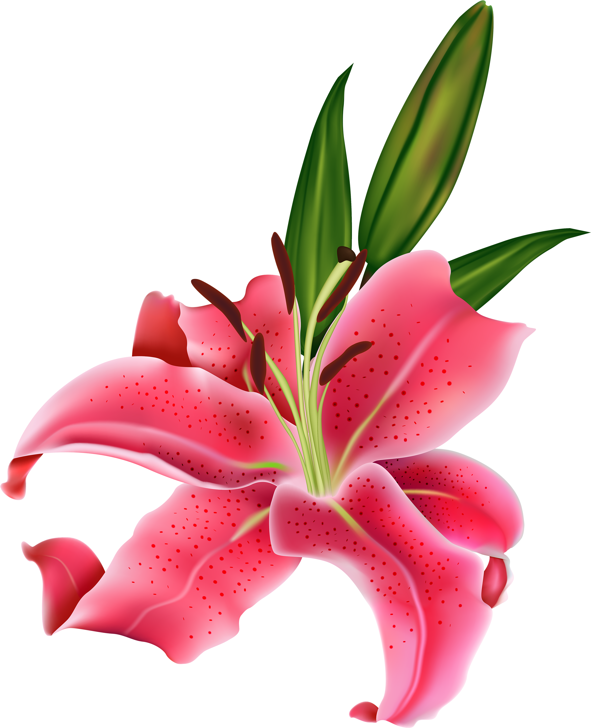 Lily Pink Flower Png Clipart - Pink Lily Png (2432x3000)