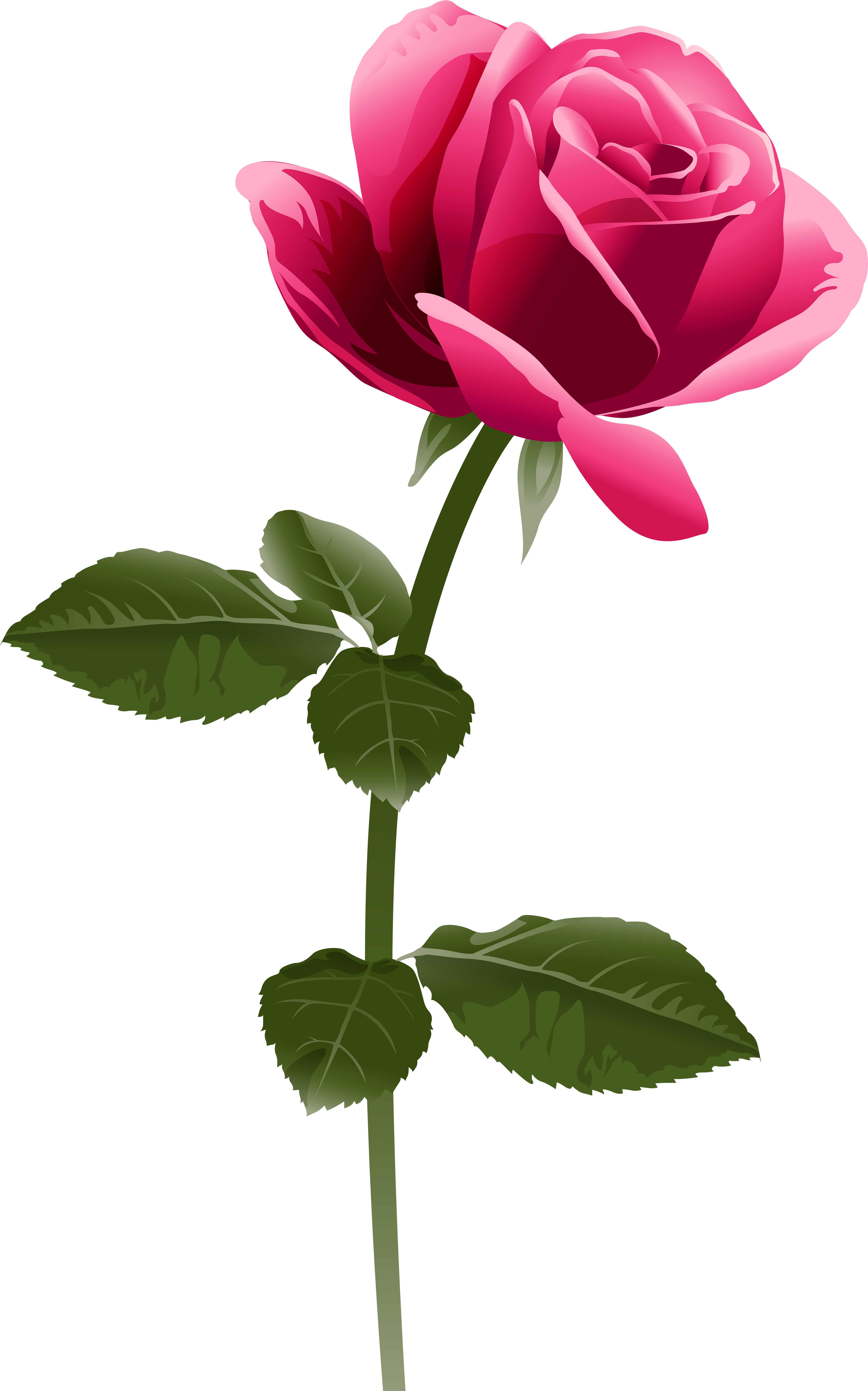 Pink Rose Png Clip Art Image - Fuchsia Pink Flower Png (5187x8000)