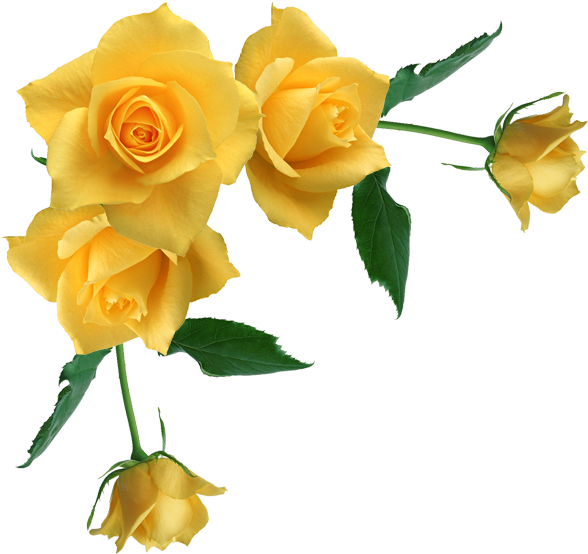 Borders And Frames Rose Yellow Clip Art - Borders And Frames Rose Yellow Clip Art (629x592)