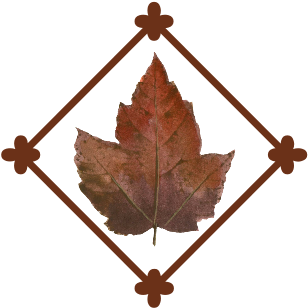 Leaf Flourish - Maple Leaf (519x346)