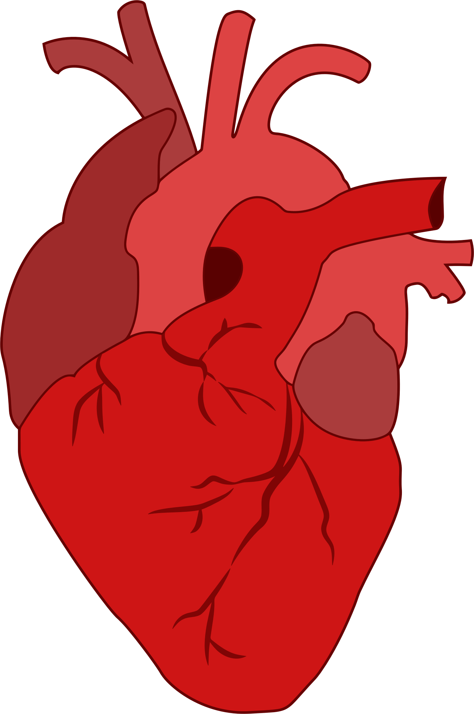 Cartoon Heart - Realistic Heart Clipart (1532x2306)