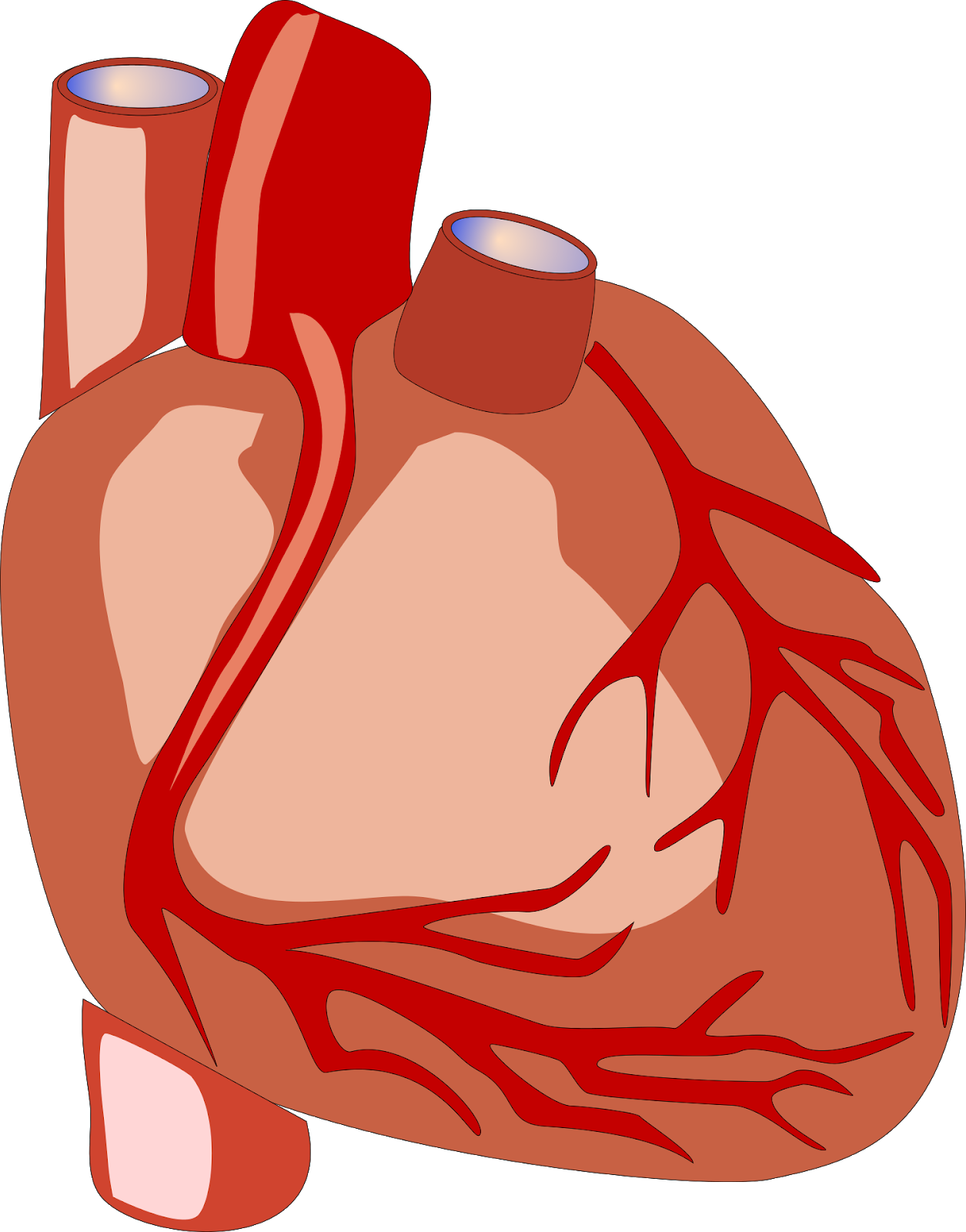 Congestive Cardiac Failure - Heart Human Clipart Gif (1255x1600)