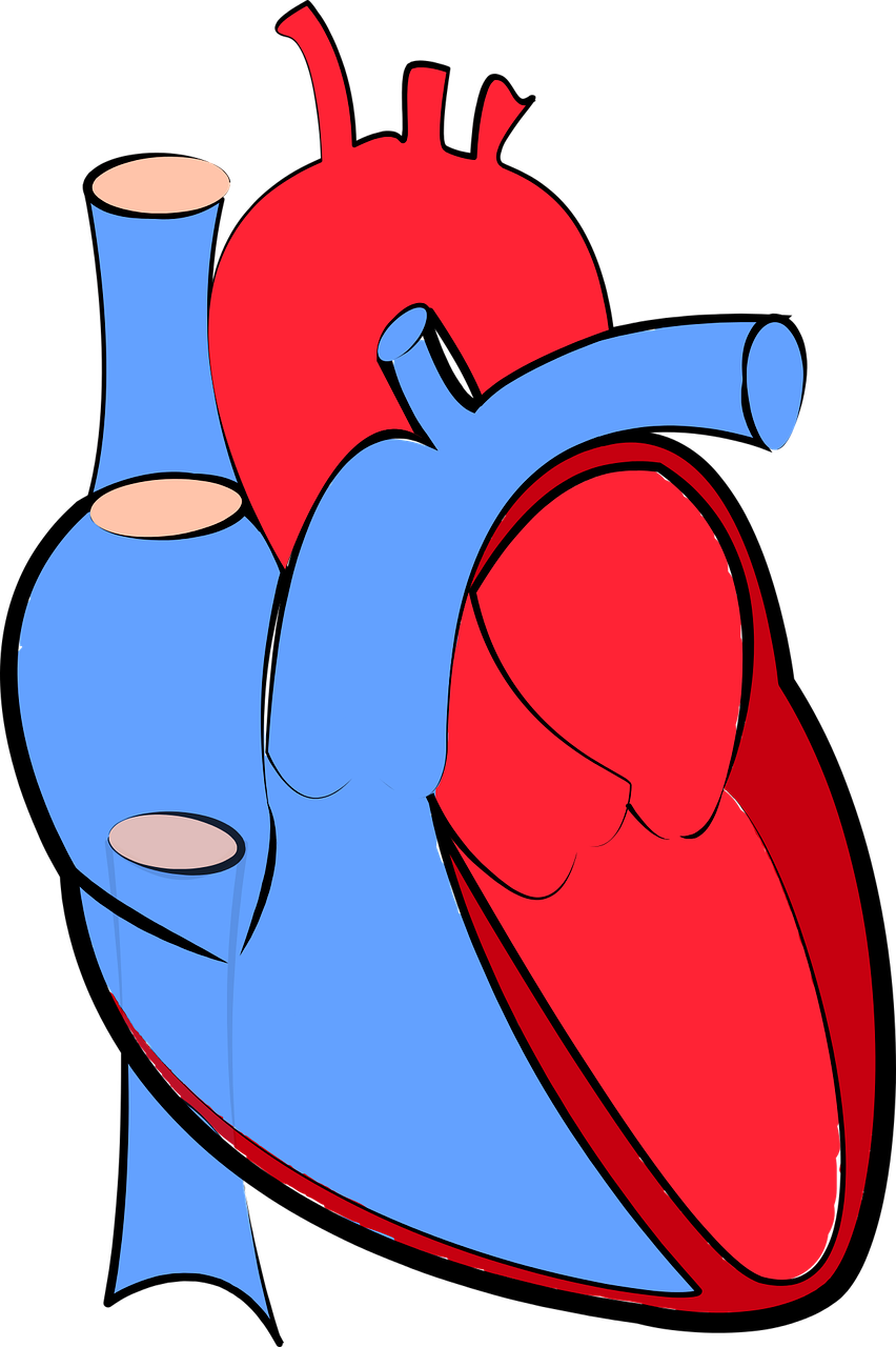 Human Heart Blood Flow Oxygenated And Deoxygenated - Human Heart Blue And Red (852x1280)