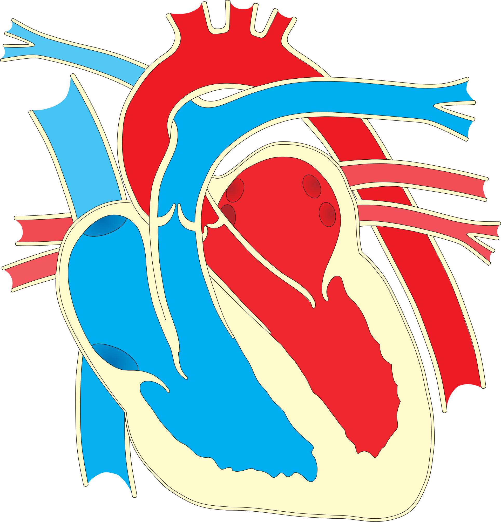 Big Image - Heart Diagram (1930x2011)