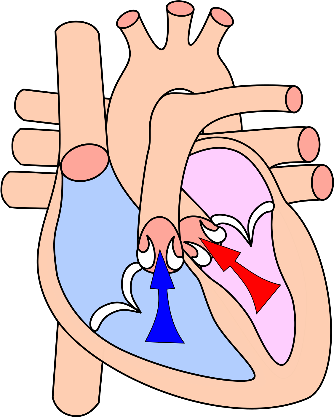 The Cardiac Cycle At The Point Of Beginning A Ventricular - Heart Systole (1200x1548)