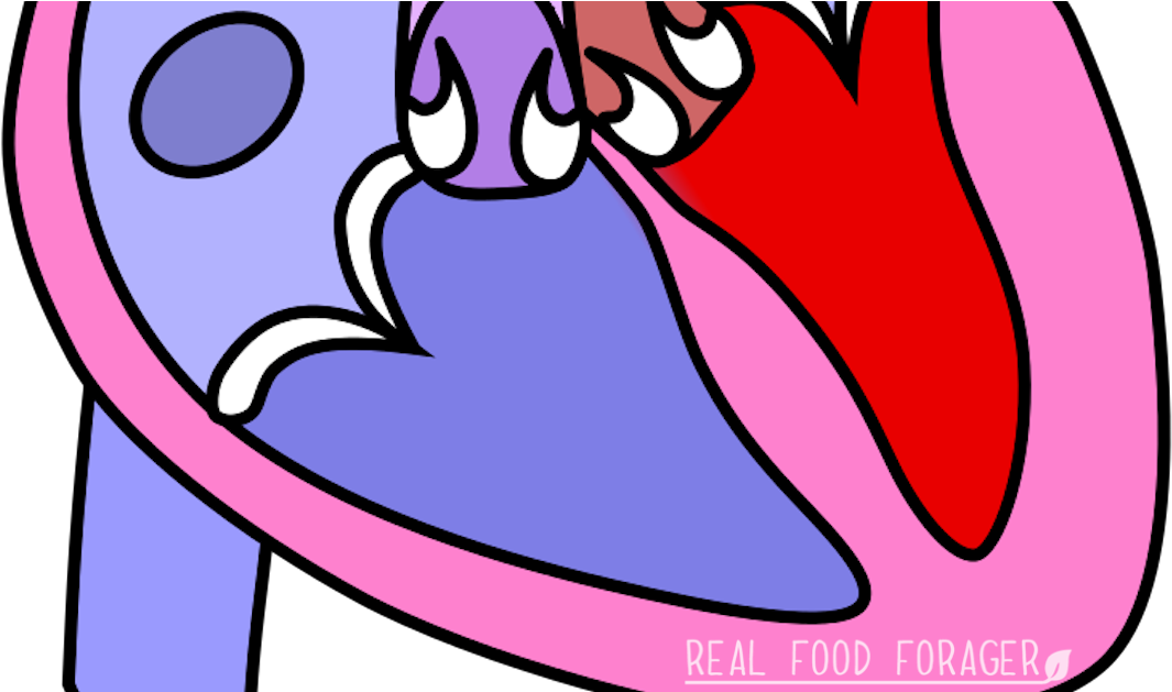 Heart Diagram (1200x628)