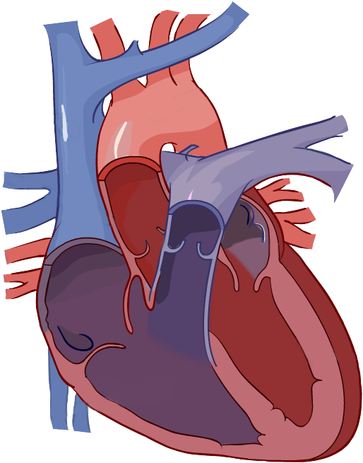 Heart Diagram Without Labels (546x678)