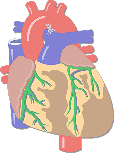 Coronary Arteries - Major Blood Vessels Of The Heart (1200x630)