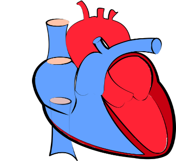 Advanced Heart Care Services - Human Heart Blue And Red (471x336)