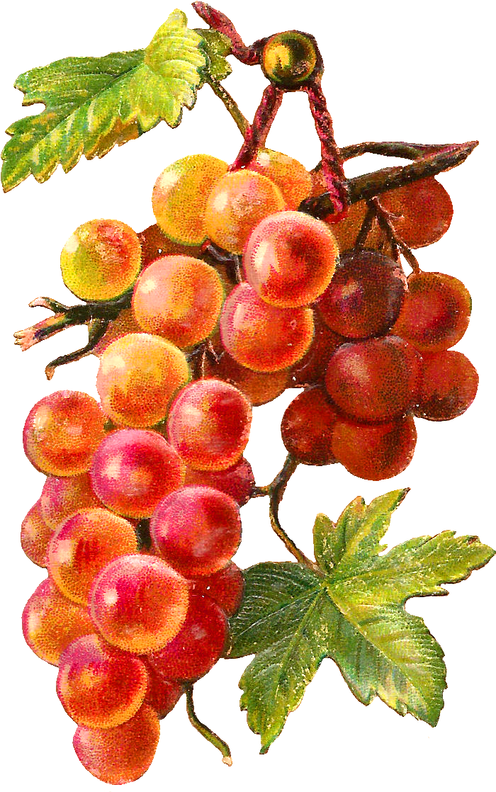 Autumn - Гиф Девушка С Виноградом (800x1226)