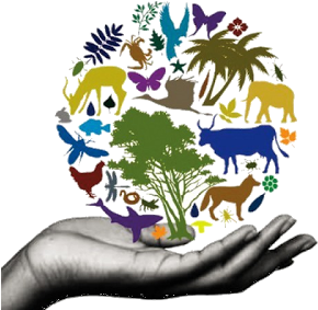 Animals And Humans Eat Fish - Conservation Of Biodiversity Poster (400x300)