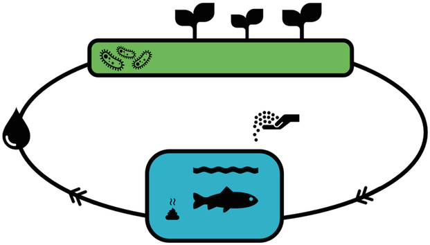 The Fish Give's Mission Is To Help Families In Need - Schéma De L Aquaponie (640x379)