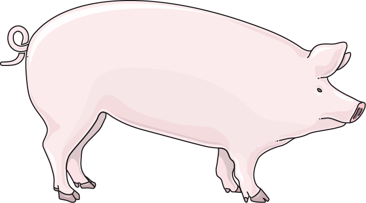 Pig - Cochon (716x397)