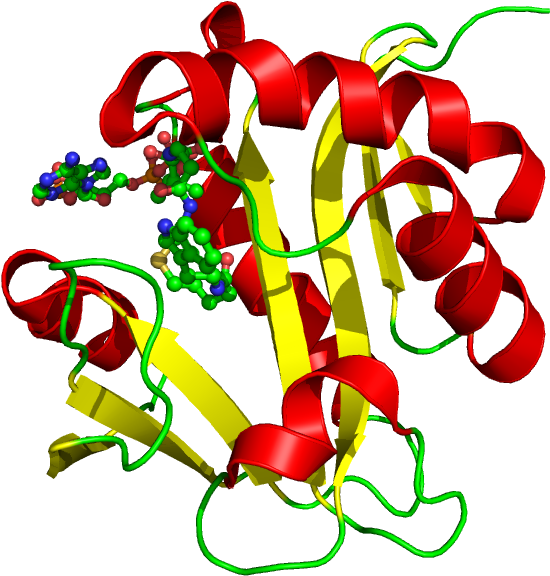 Arylalkylamine N Acetyltransferase (635x593)