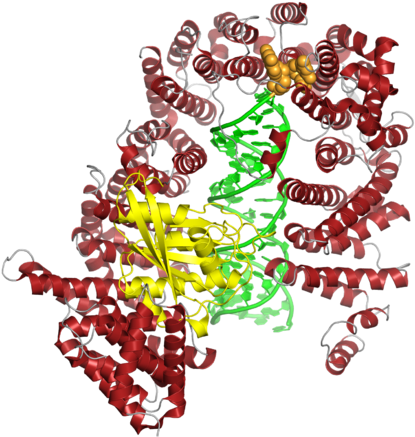 The Human Exportin 5 Protein In Complex With Ran Gtp - Illustration (440x440)