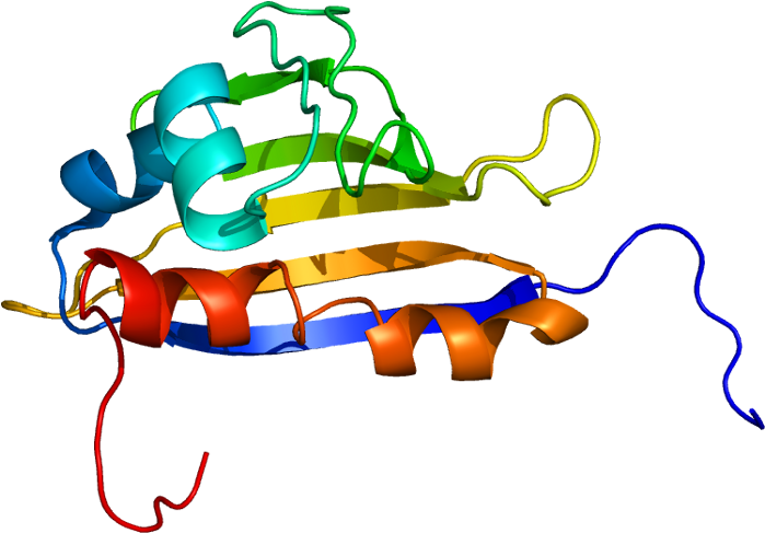 Protein (748x536)