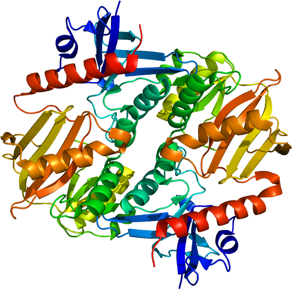 Synapsin Ii (994x982)