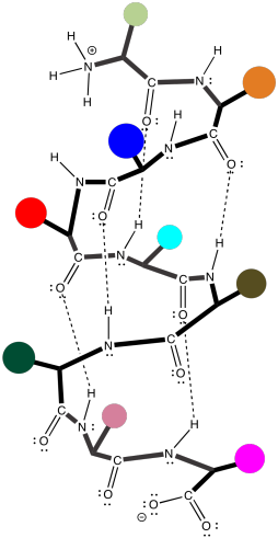 They Are Units Of Structural Organization That Frequently - Example Of Alpha Helix Hydrogen Bonding (254x491)