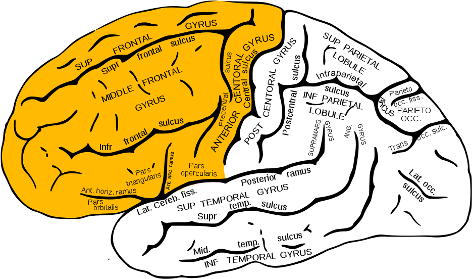 Lobe - Upload - Wikimedia - Org - Inferior Frontal Gyrus (992x573)