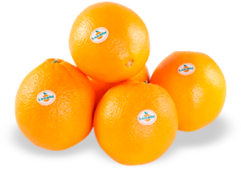 Região Produtora - - Laranja Bahia (498x375)