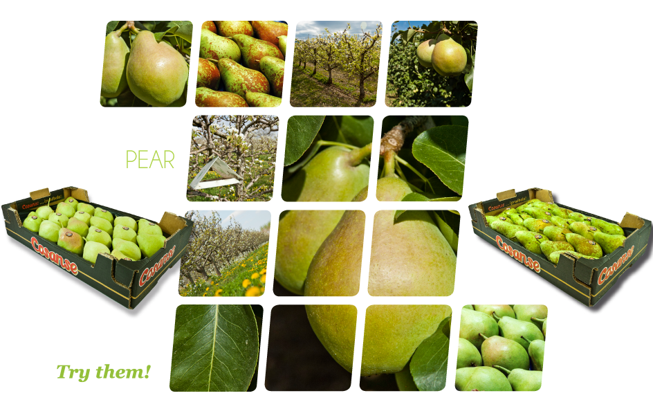 Portada Aceite Cosanse - Pear (960x600)