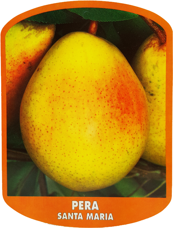 Pera Santa Maria - Asian Pear (600x775)