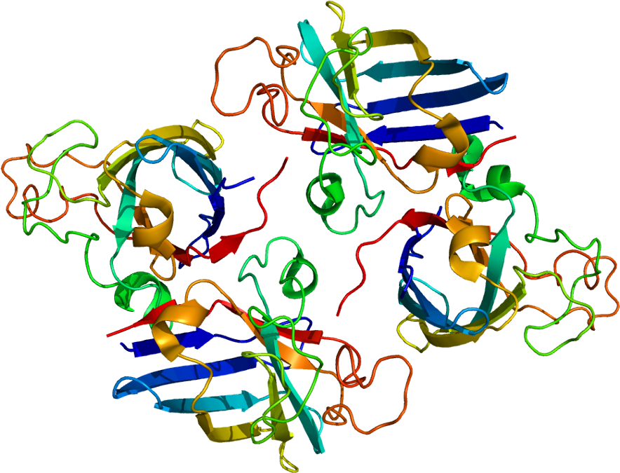 Copper Chaperone For Superoxide Dismutase (933x724)