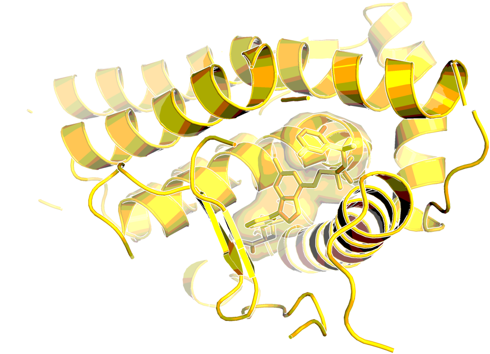 Human Glucocorticoid Receptor With Bound Agonist - Glucocorticoid Receptor (1024x768)