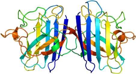 Copper, Zinc Superoxide Dismutase - Valine Sod1 (480x335)