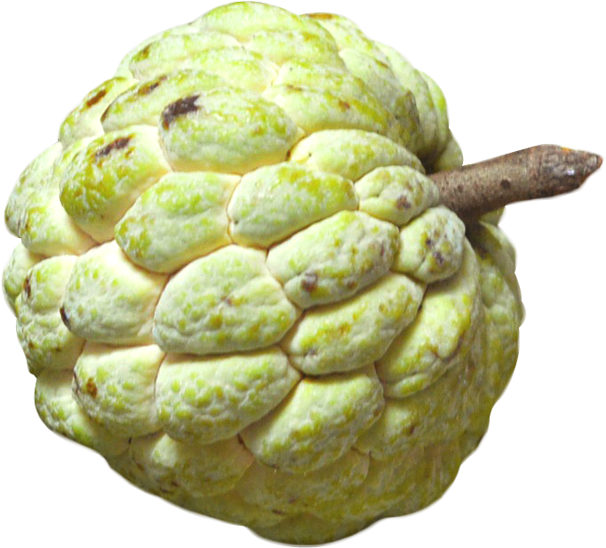 Sugar Apple Clipart Fruit - Custard Apple Png (701x644)