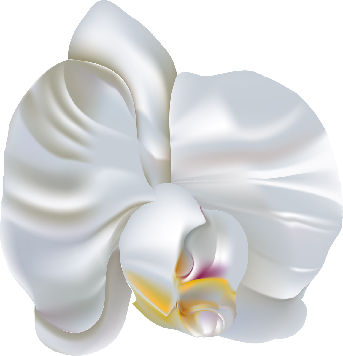 Flower Moth Orchids Clip Art - Flower Moth Orchids Clip Art (1156x1200)