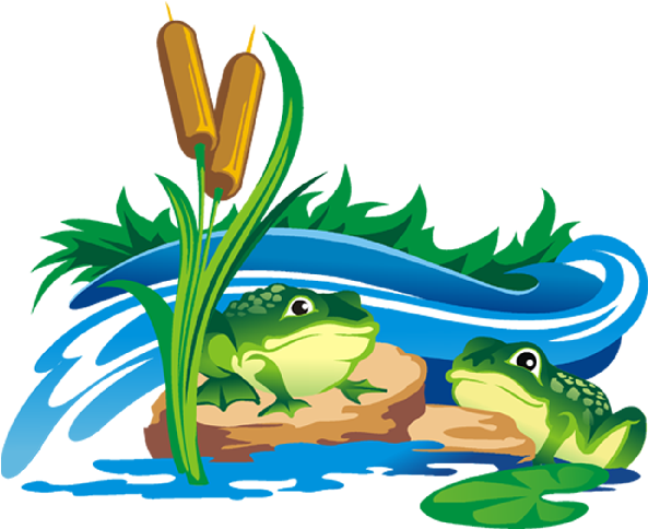 Funny Frog Cartoon Animal Clip Art Images - Transparent Background Frogs Clipart Transparent (600x600)