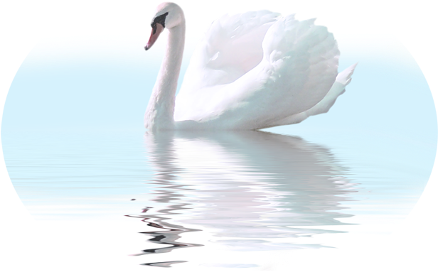Cygnini Felidae Bird White Swan Clip Art - Cygnini Felidae Bird White Swan Clip Art (650x428)