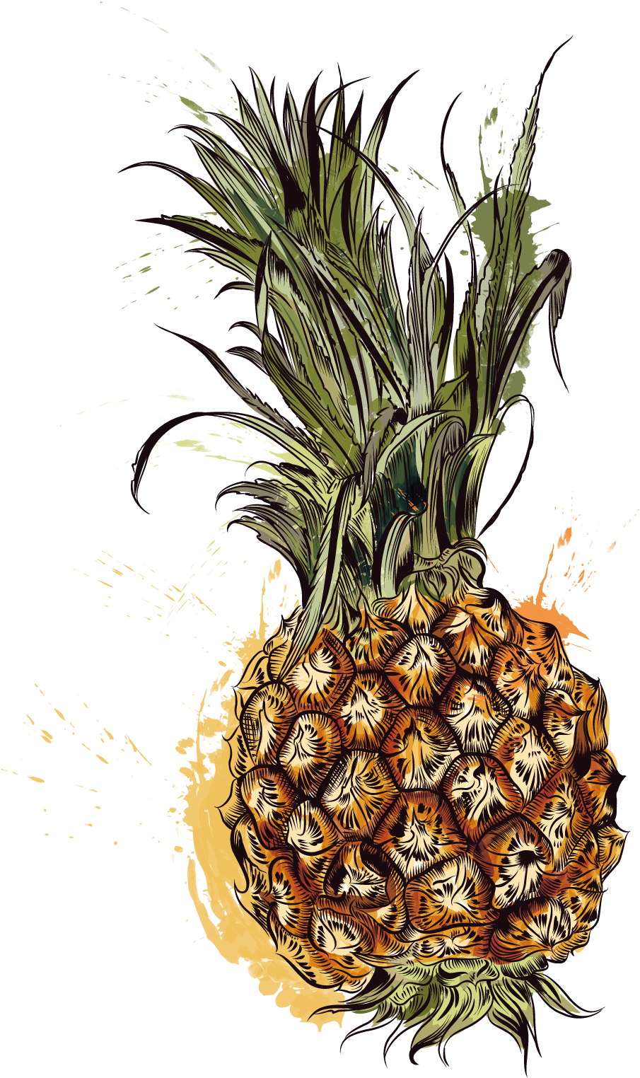 Pineapple Tropic Fruits - Vector Graphics (1600x1600)