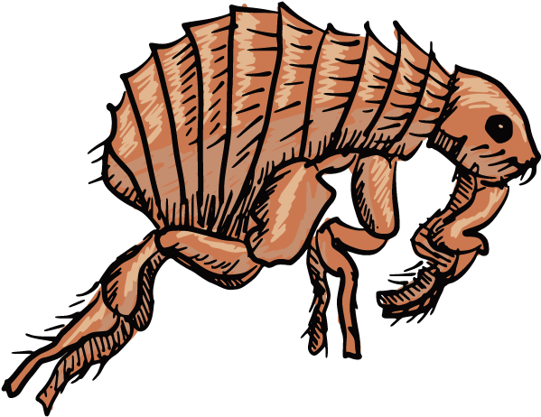 Black Death Insect Flea Clip Art - Black Death Insect Flea Clip Art (692x780)